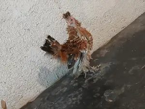 Frizzle Bantam Kikiliyek