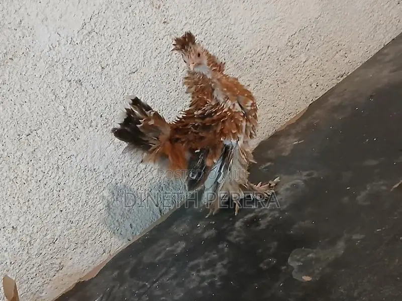 Frizzle Bantam Kikiliyek