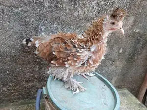 Frizzle Bantam Kikiliyek