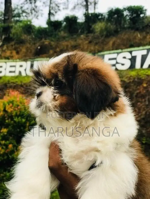 Shih Tzu Puppies