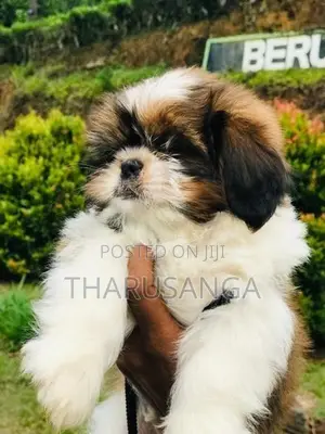 Shih Tzu Puppies
