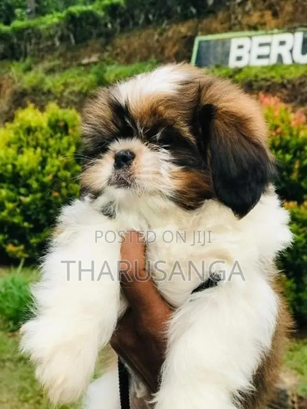 Shih Tzu Puppies