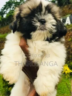 Shih Tzu Puppies
