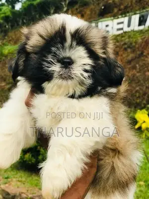 Shih Tzu Puppies