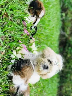 Shih Tzu Puppies