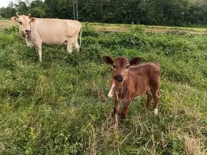 Farm Animals
