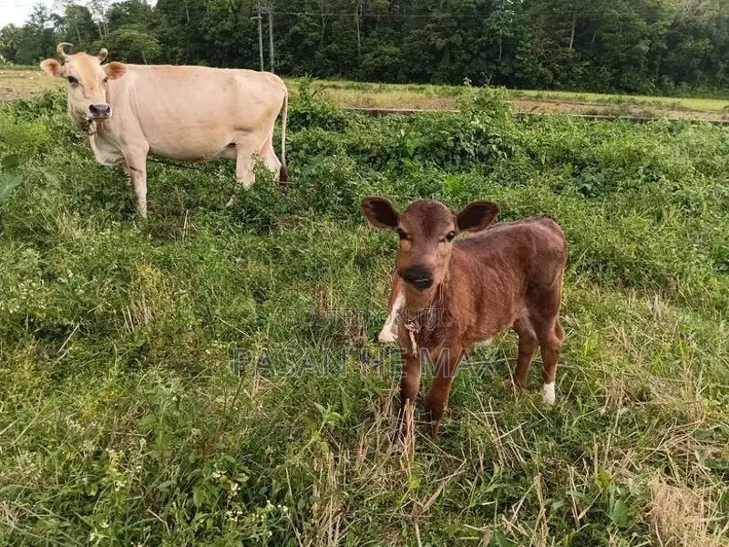 Farm Animals