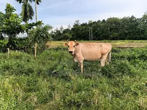 Farm Animals