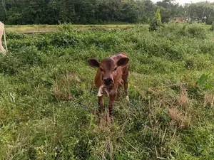Farm Animals