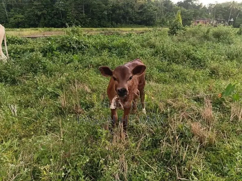 Farm Animals
