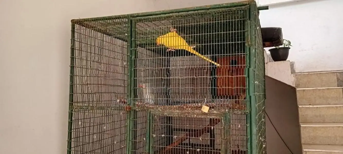 Ringneck Birds