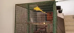 Ringneck Birds