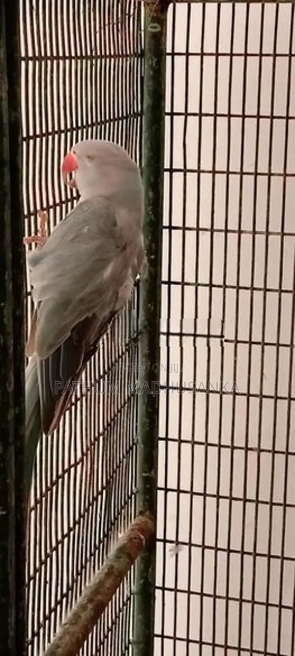 Ringneck Birds