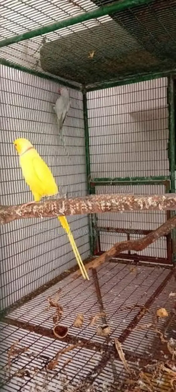 Ringneck Birds