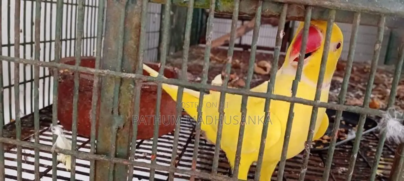 Ringneck Birds