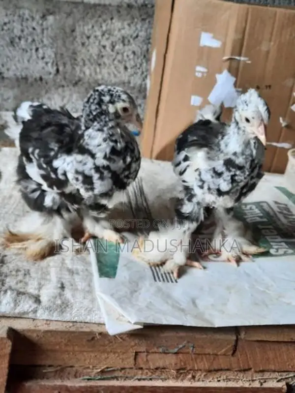 Brahma Mottled Baby