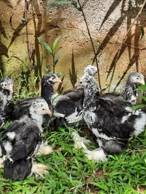 Brahma Mottled Baby