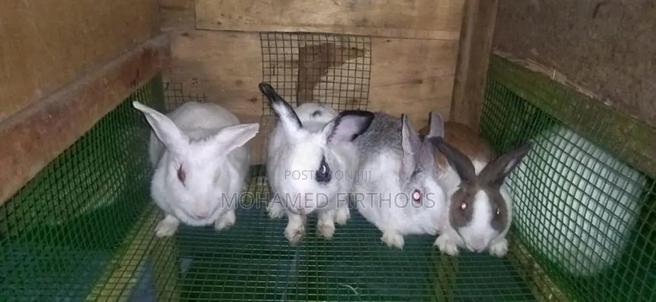 Rabbits