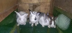 Rabbits