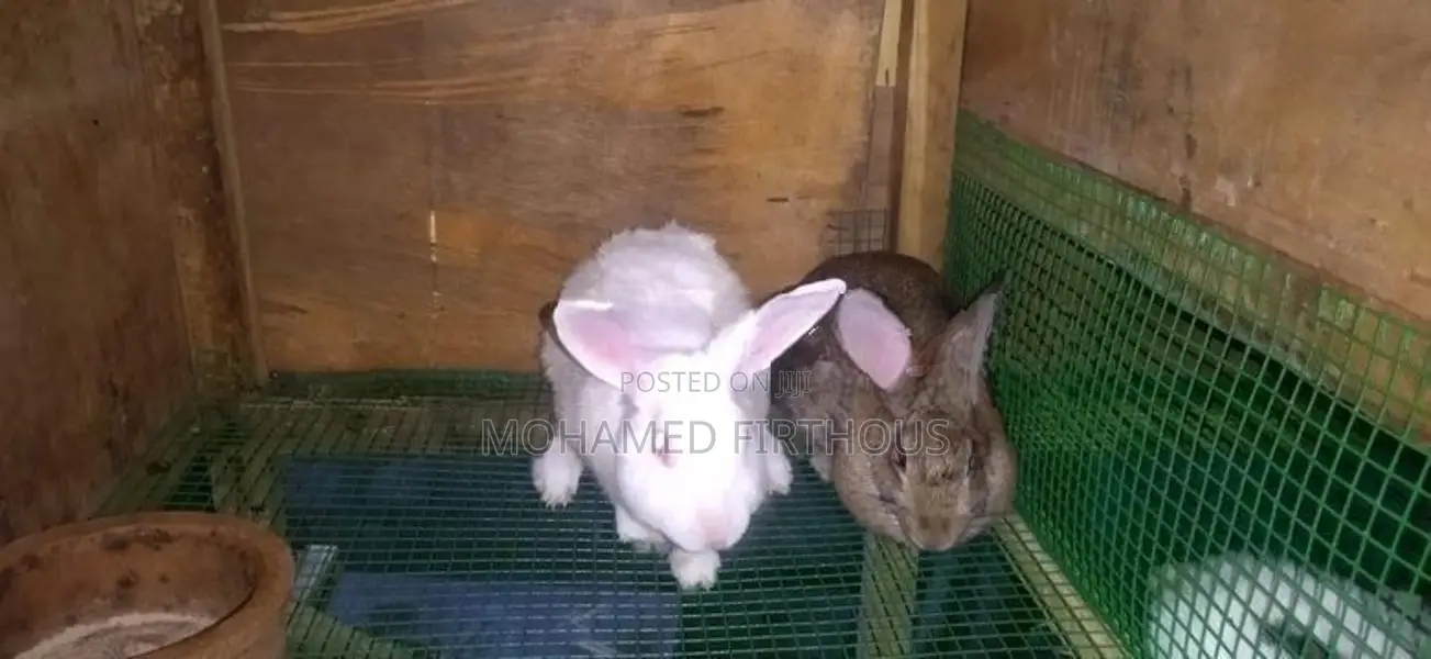 Rabbits