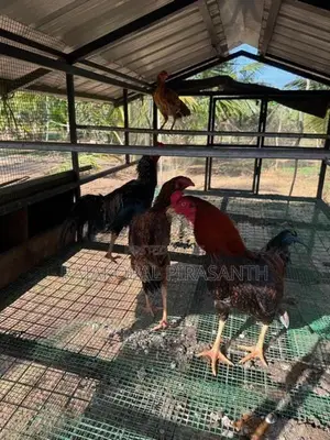Velladiyan Roosters