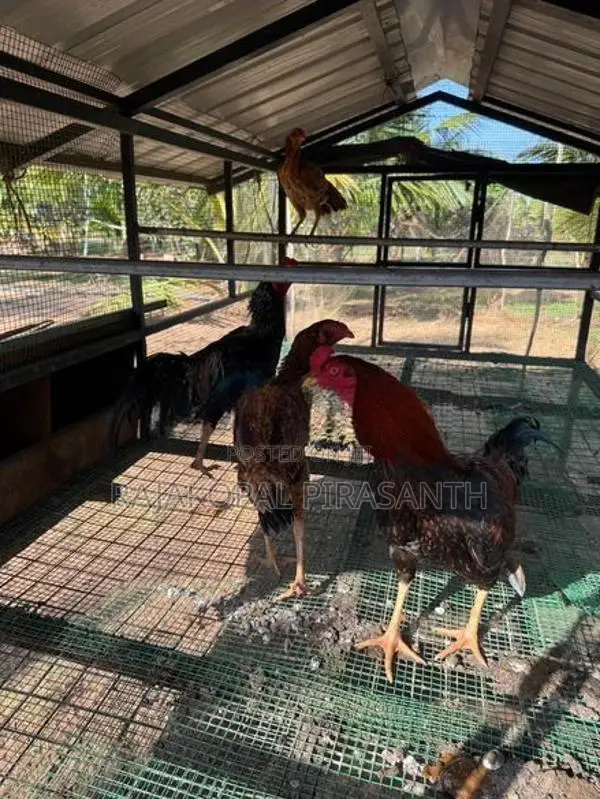 Velladiyan Roosters