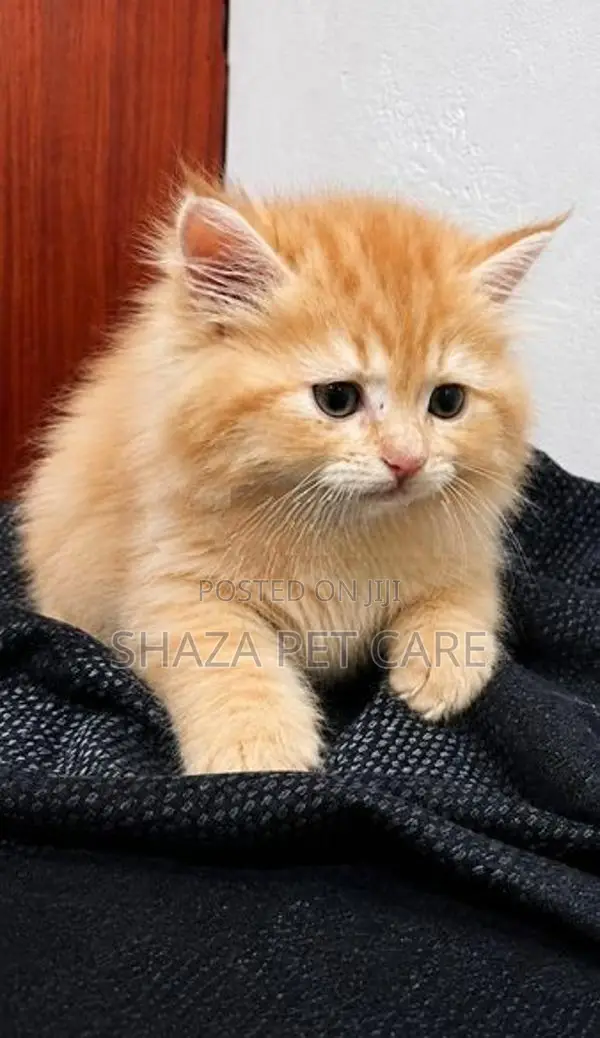 Persian Cat