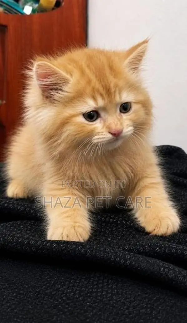 Persian Cat