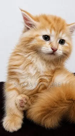Persian Cat