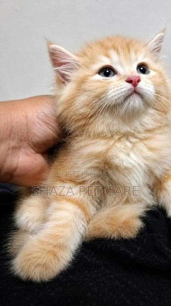 Persian Cat