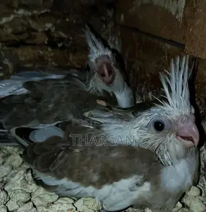 Hand Freeding Cockatiel Chicks