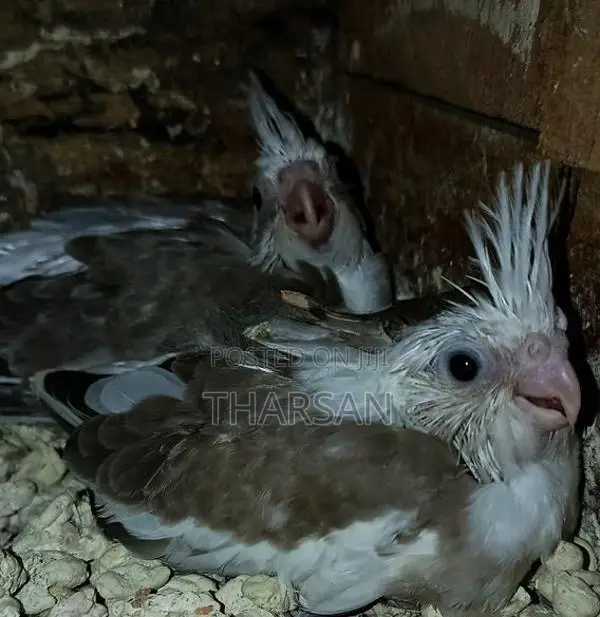 Hand Freeding Cockatiel Chicks