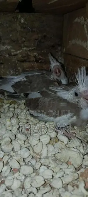 Hand Freeding Cockatiel Chicks