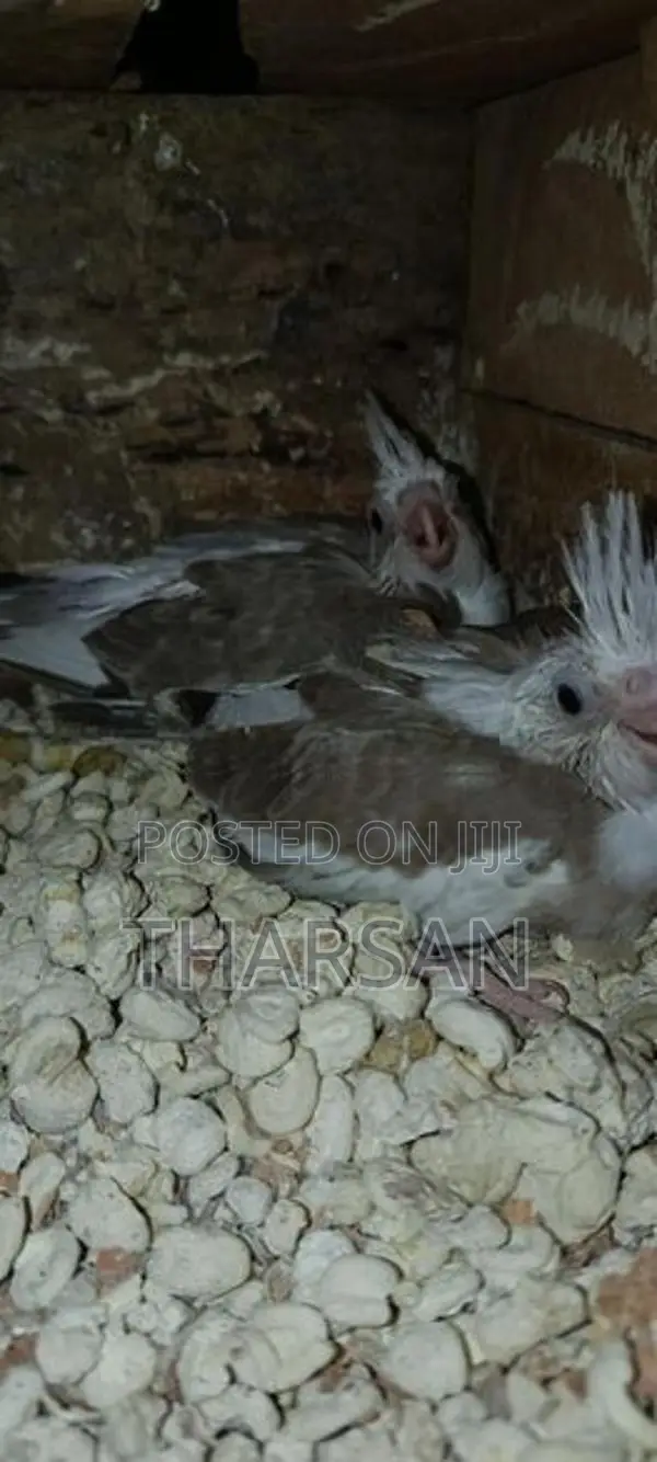 Hand Freeding Cockatiel Chicks