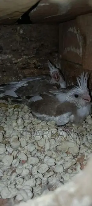 Hand Freeding Cockatiel Chicks