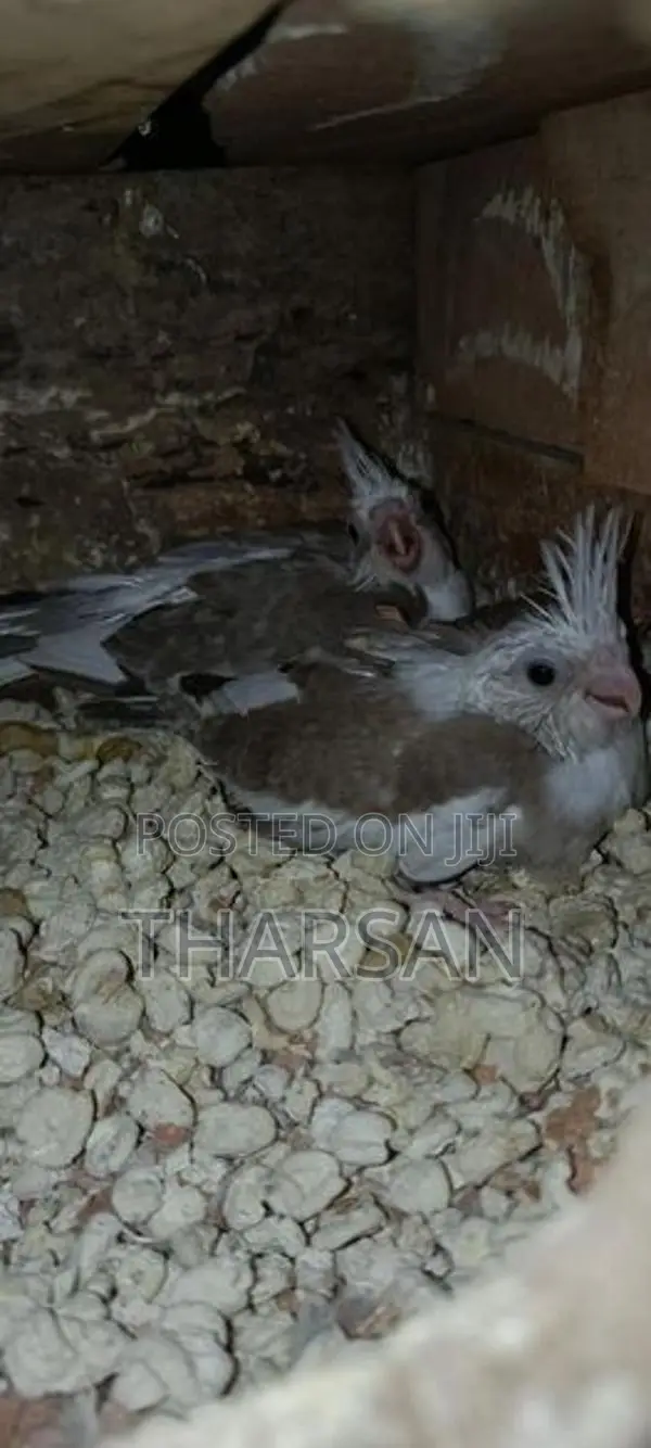 Hand Freeding Cockatiel Chicks
