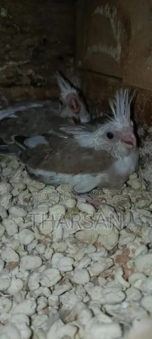 Hand Freeding Cockatiel Chicks