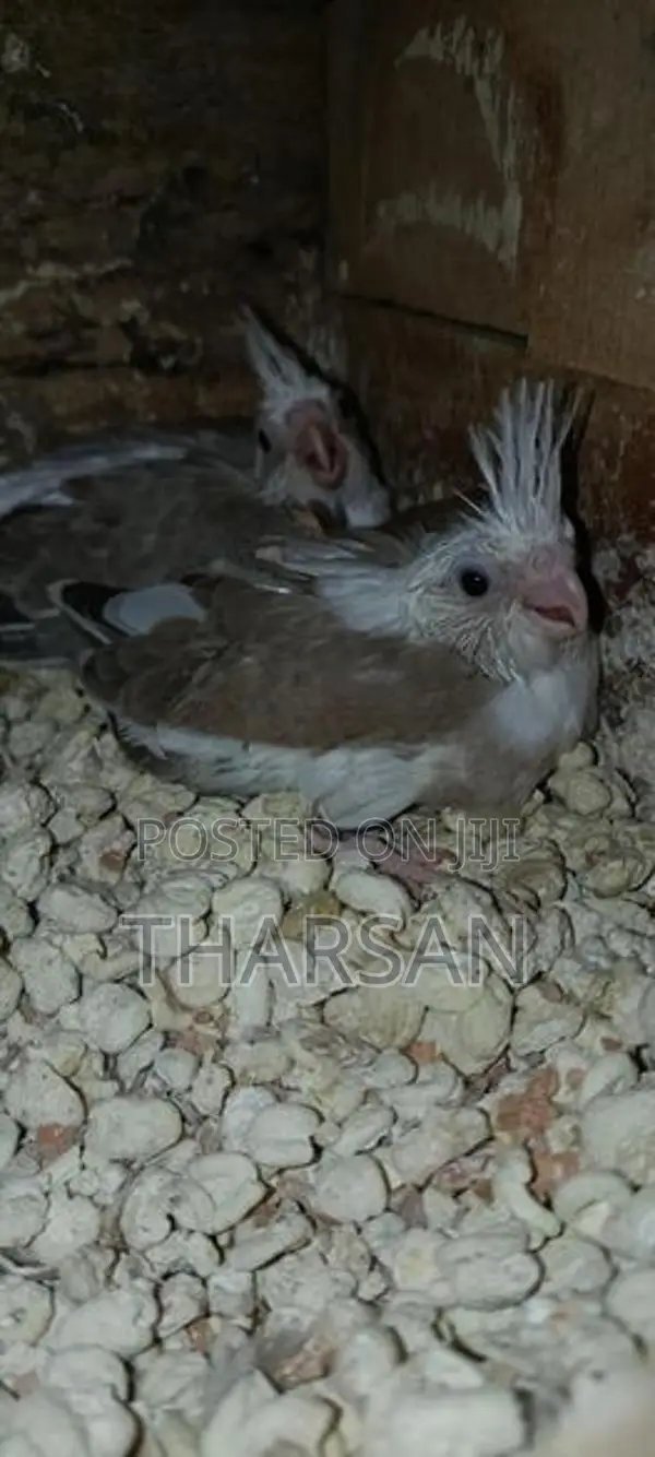 Hand Freeding Cockatiel Chicks