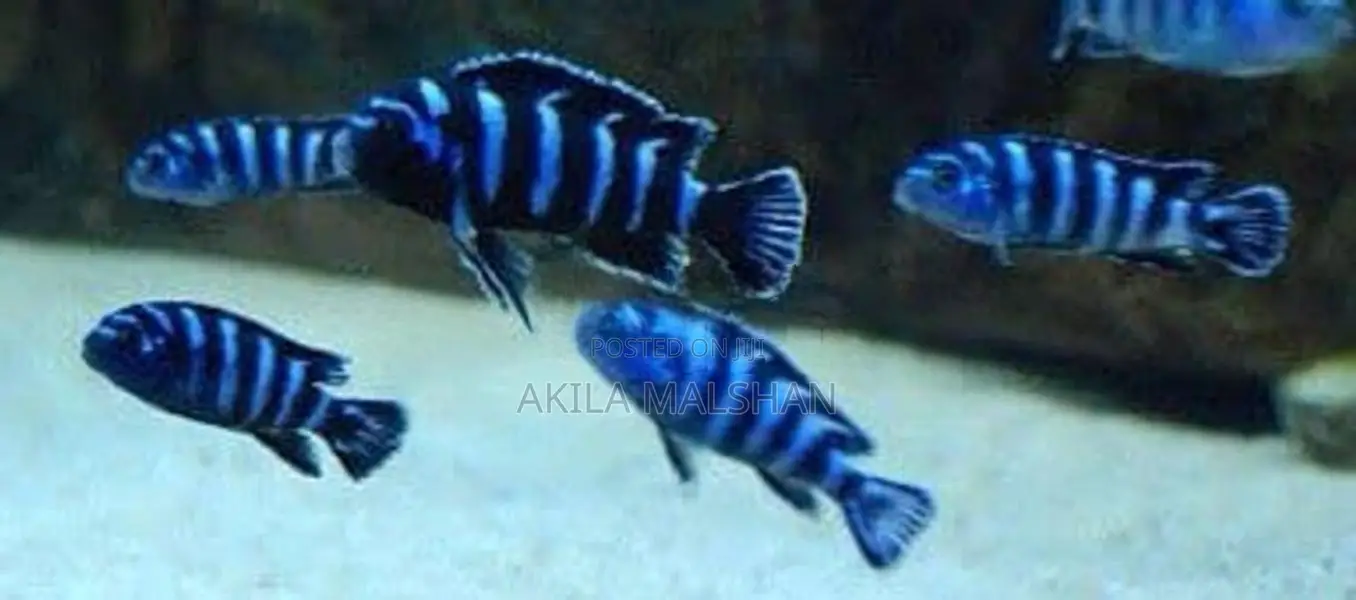 Malawi Fish