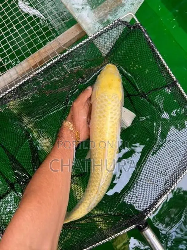 Koi Carf Fish