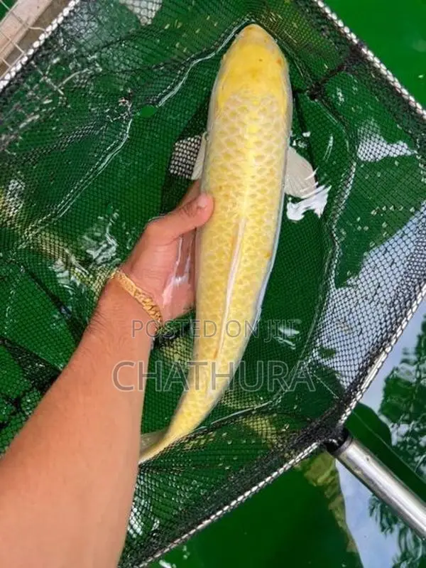 Koi Carf Fish