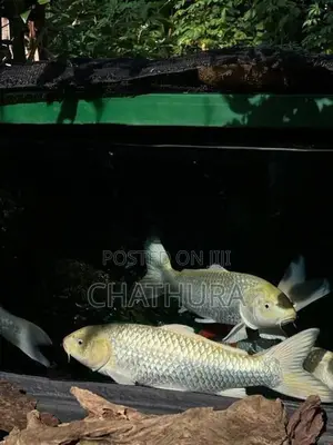 Koi Carf Fish