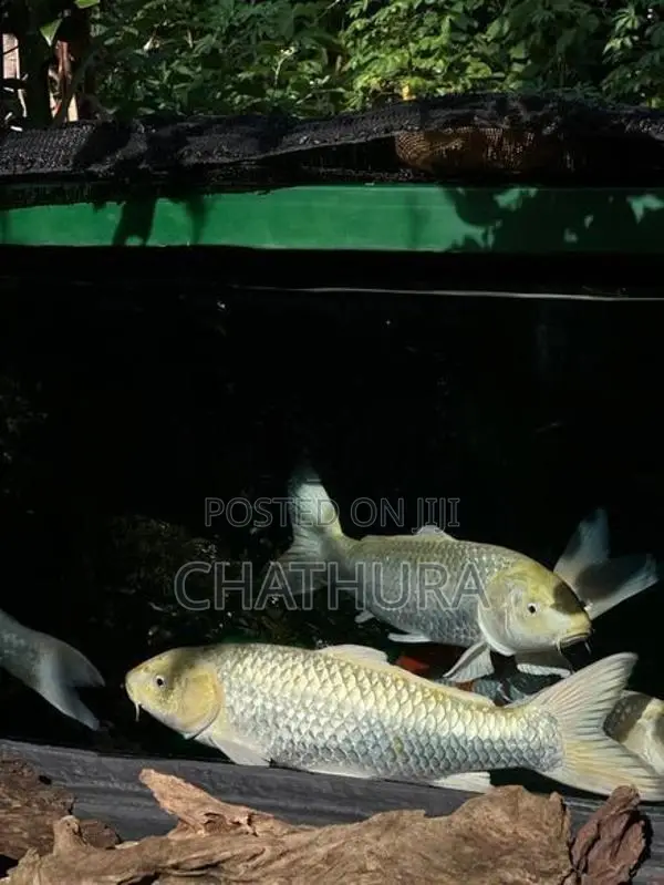 Koi Carf Fish