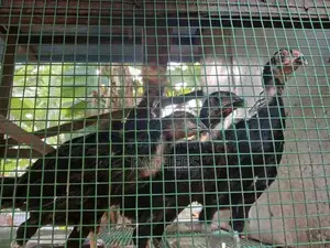 நாட்டுக்கோழி குஞ்சுகள்