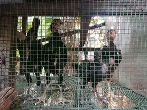 நாட்டுக்கோழி குஞ்சுகள்