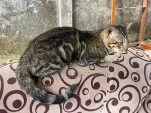 Bengali cat male