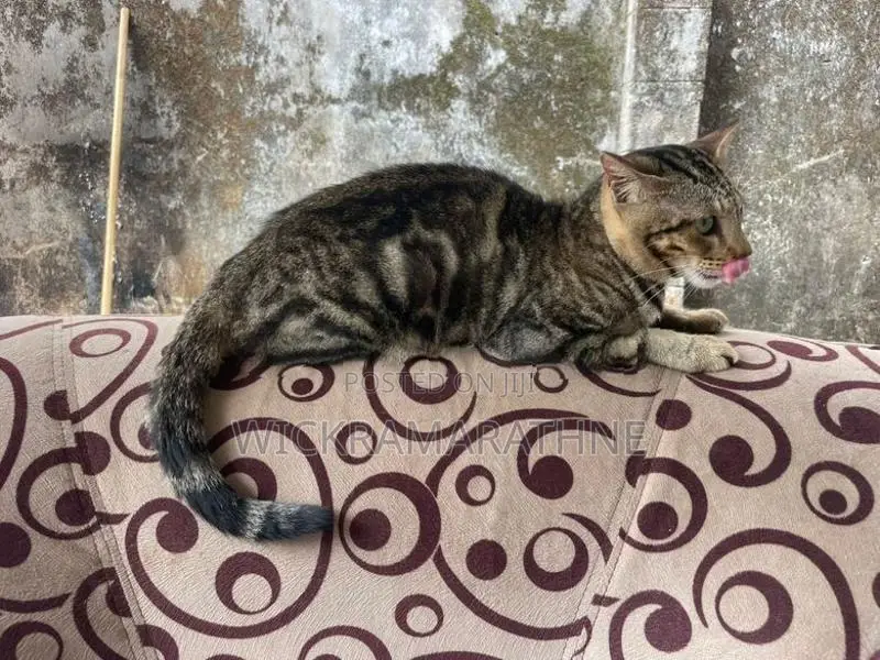 Bengali cat male