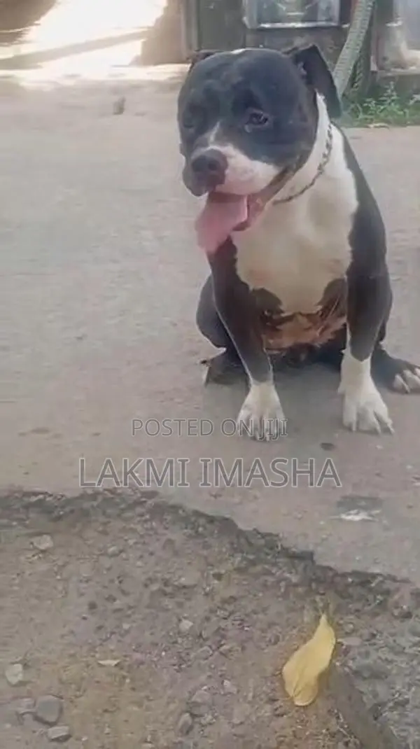 Xl American Bully Female