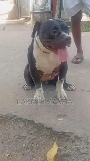Xl American Bully Female