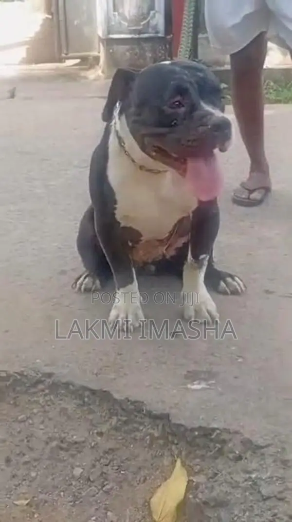 Xl American Bully Female